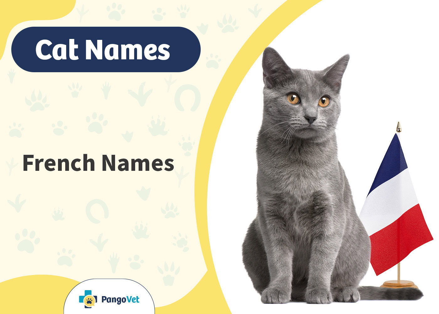 PangoVet_French Cat Names