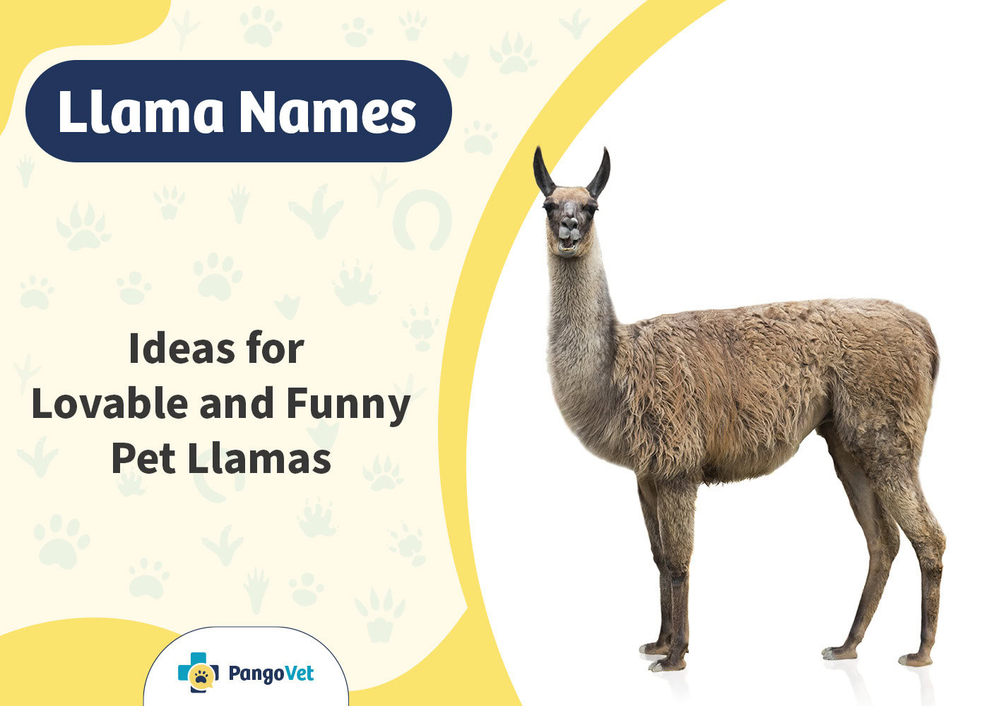 PangoVet_Llama Names