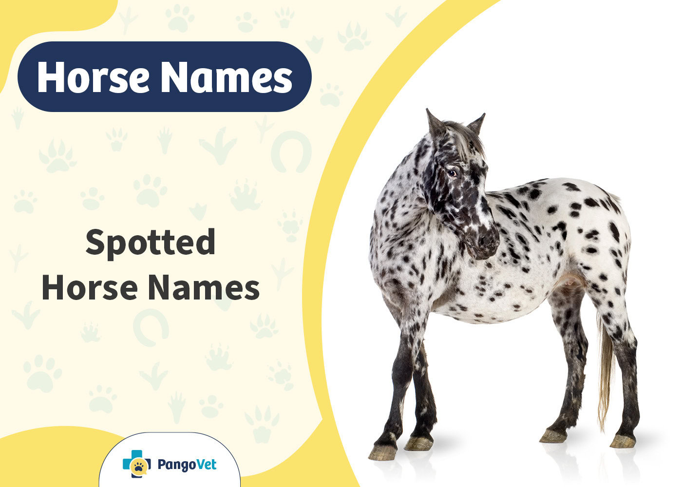 PangoVet_Spotted Horse Names