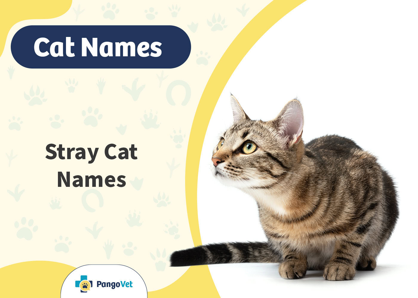 PangoVet_Stray Cat Names