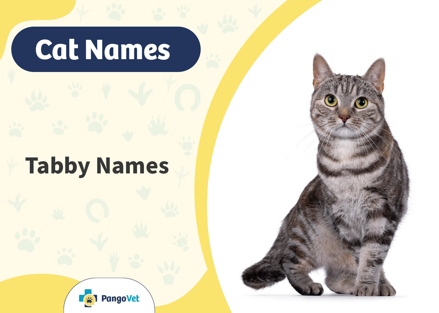 PangoVet_Tabby Cat Names
