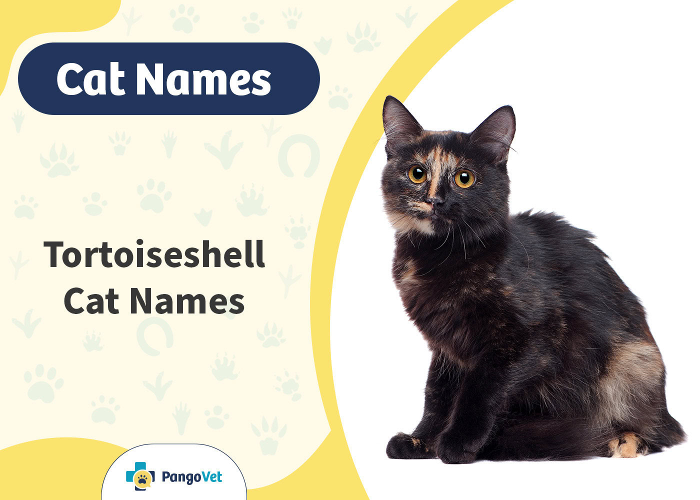 PangoVet_Tortoiseshell Cat Names