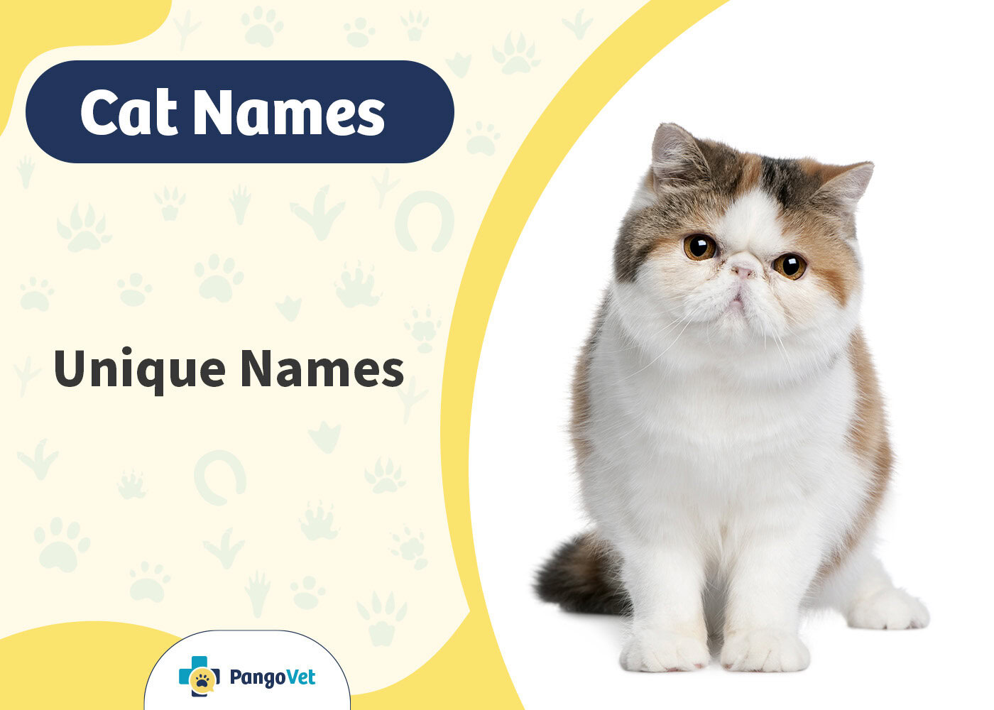 PangoVet_Unique Cat Names