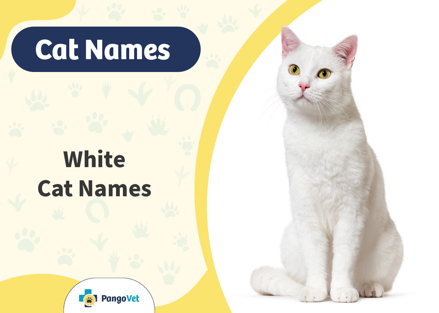 PangoVet_White Cat Names