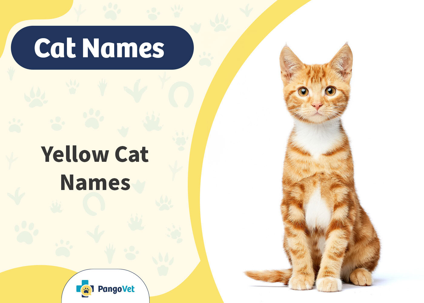 PangoVet_Yellow Cat Names