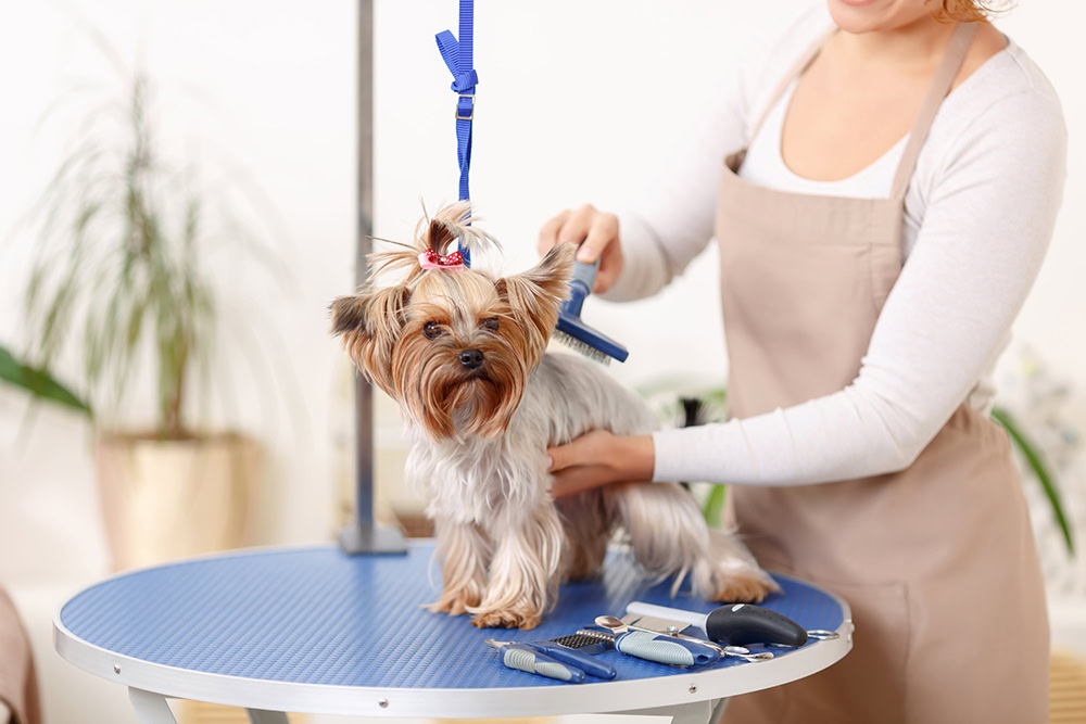 groomer brushing the yorkshire terrier dog