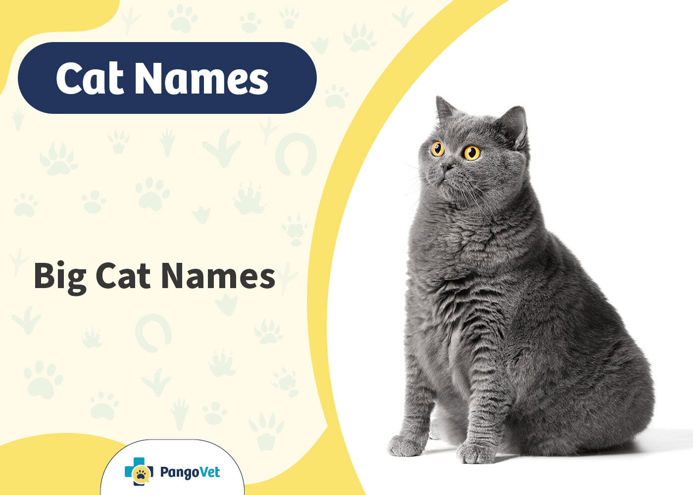 PangoVet_Big Cat Names