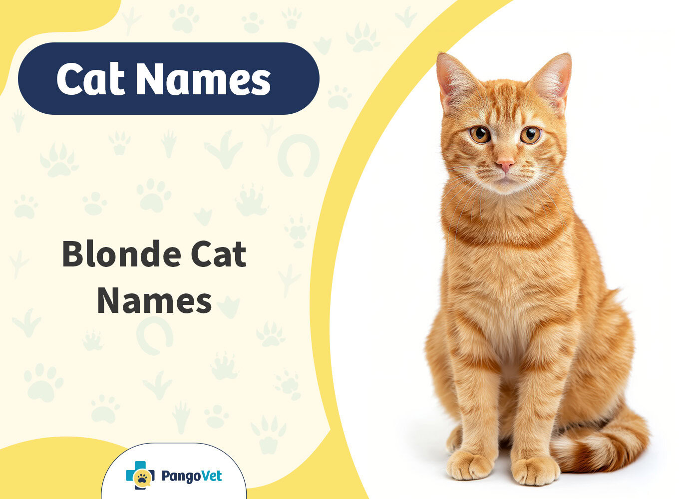 PangoVet_Blond Cat Names