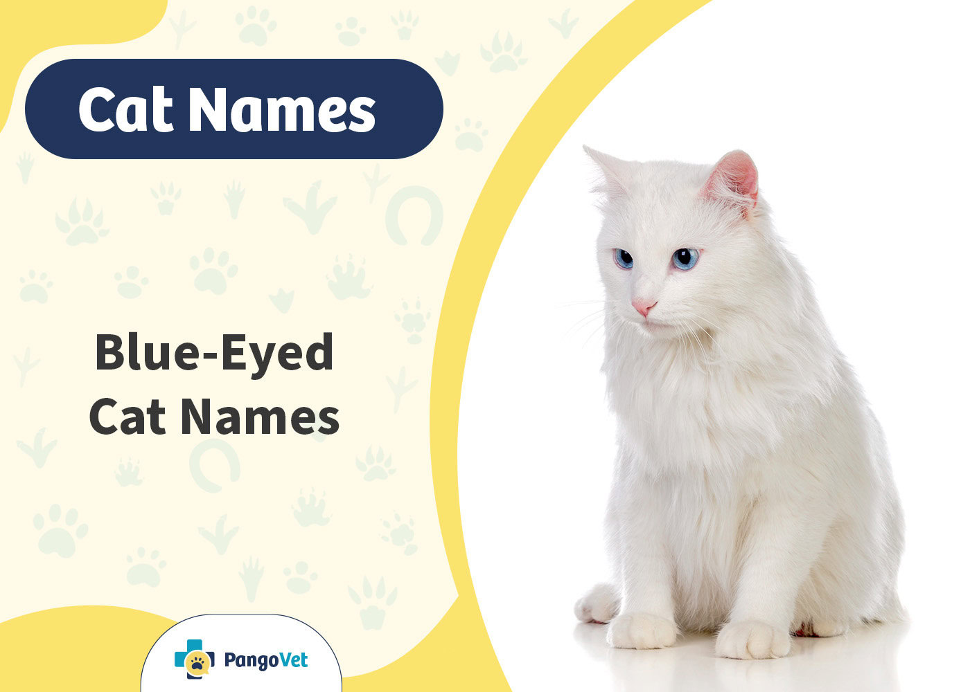 PangoVet_Blue-Eyed Cat Names