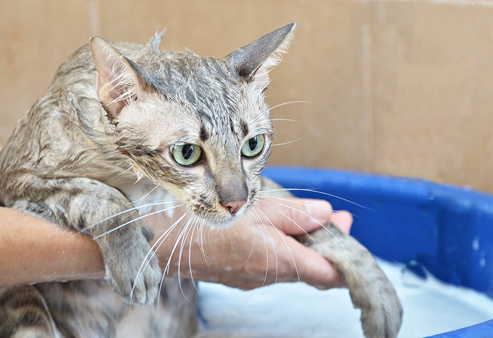 person giving cat a bath