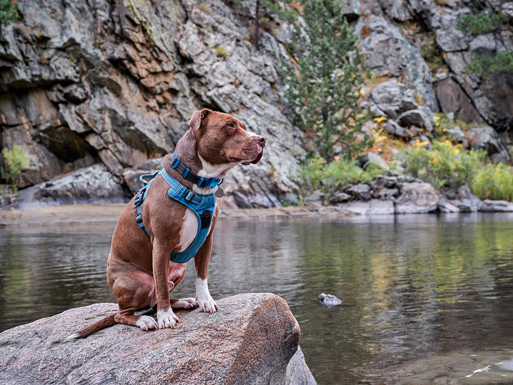 pitbull dog wearing no pull harness sitting on a stone in the river