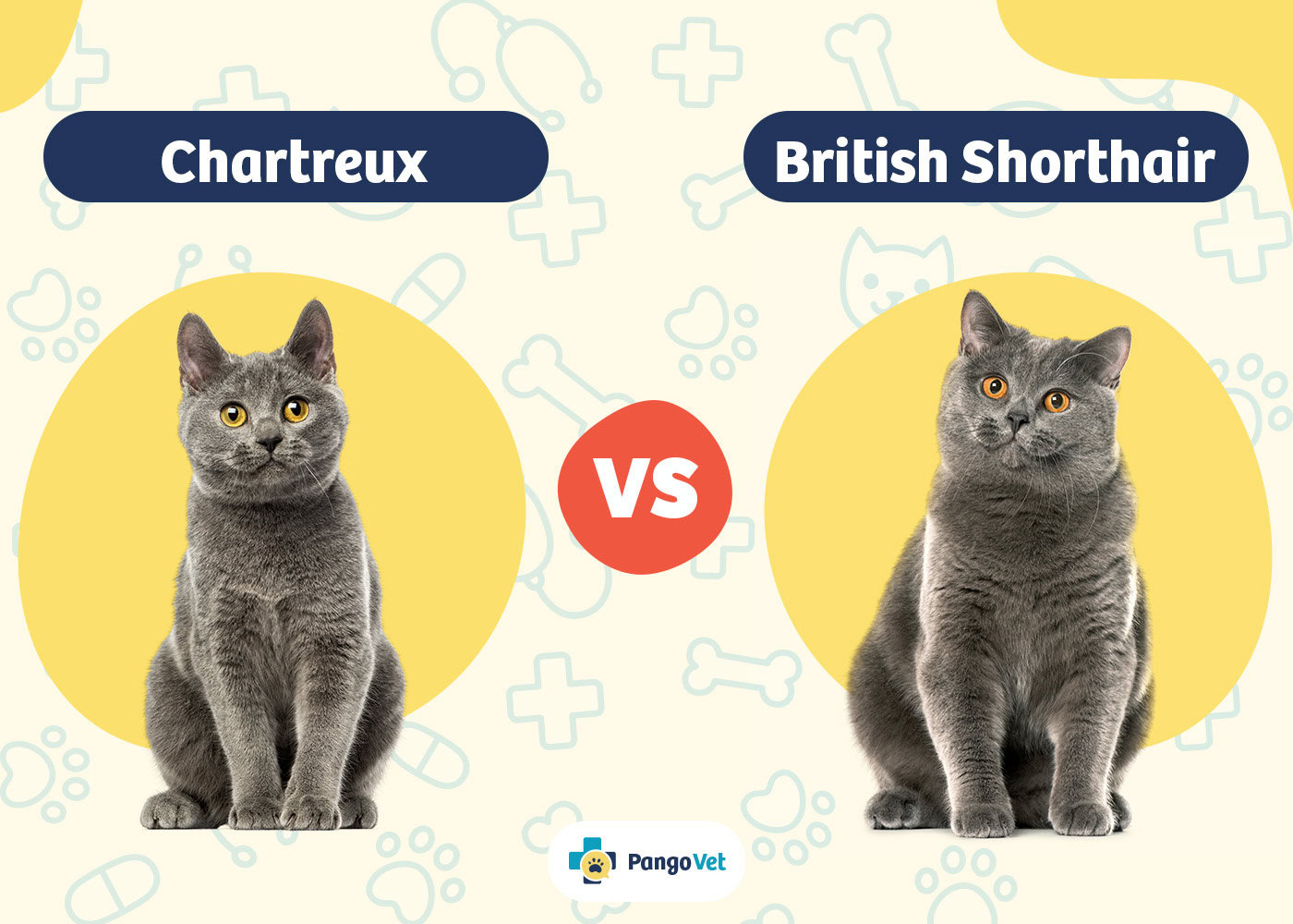 Chartreux vs British Shorthair The Key Differences (With Pictures) PangoVet