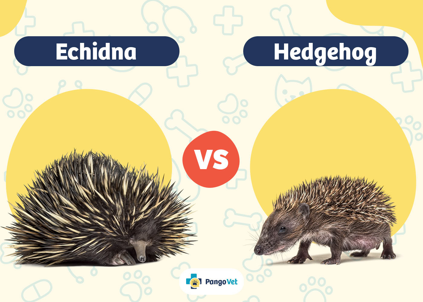 Echidna vs Hedgehog Visual Differences & Characteristics (With Pictures) PangoVet