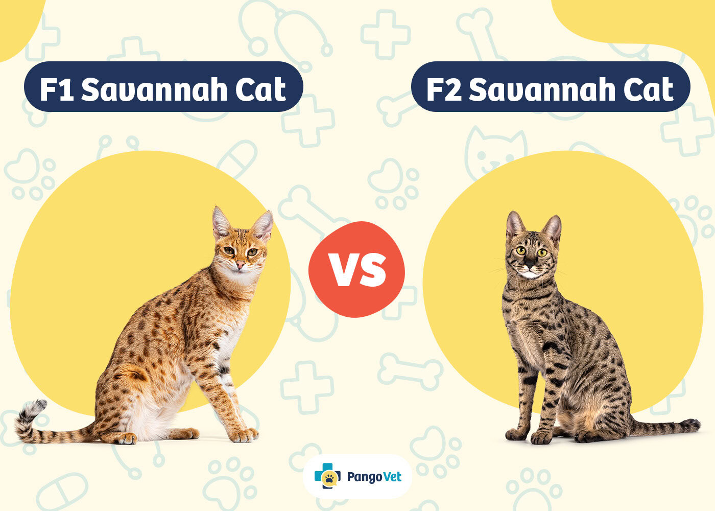 PangoVet_F1 vs F2 Savannah Cat