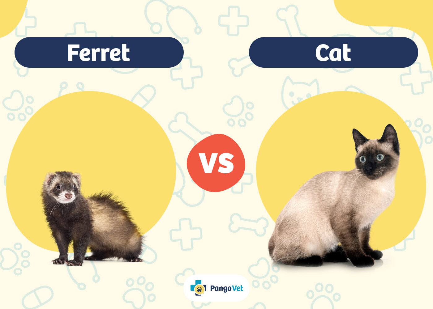 PangoVet_Ferret vs Cat
