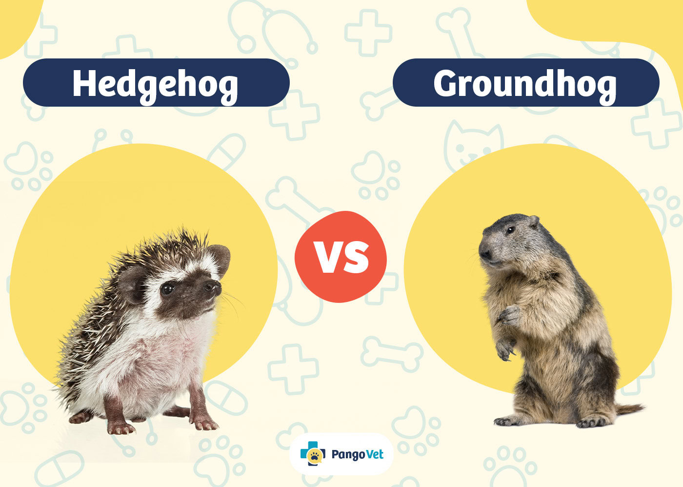 PangoVet_Hedgehog vs Groundhog