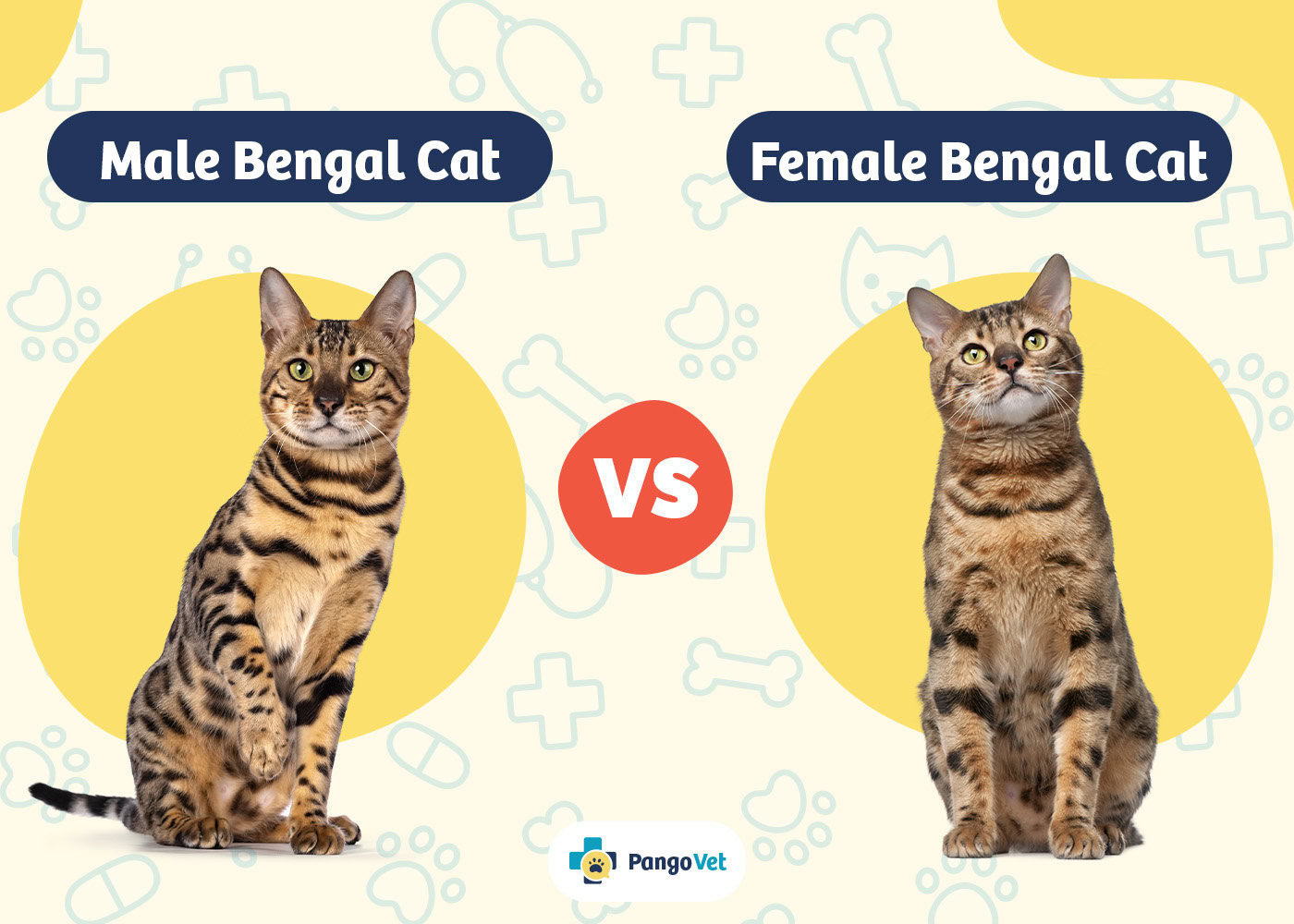 PangoVet_Male Bengal Cat vs Female Bengal Cat