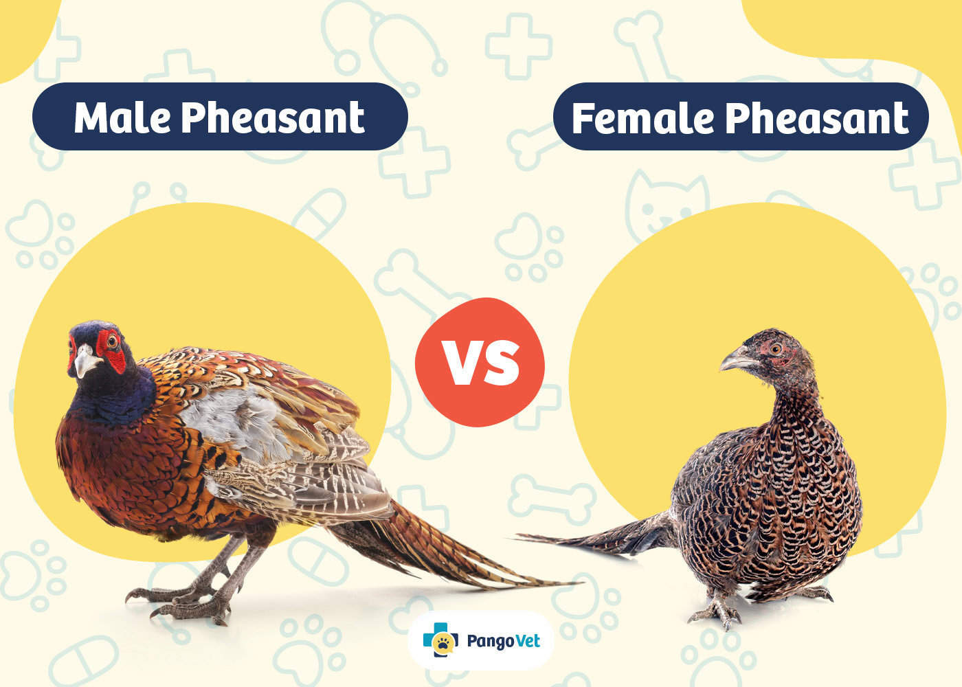 PangoVet_Male Pheasant vs Female Pheasant
