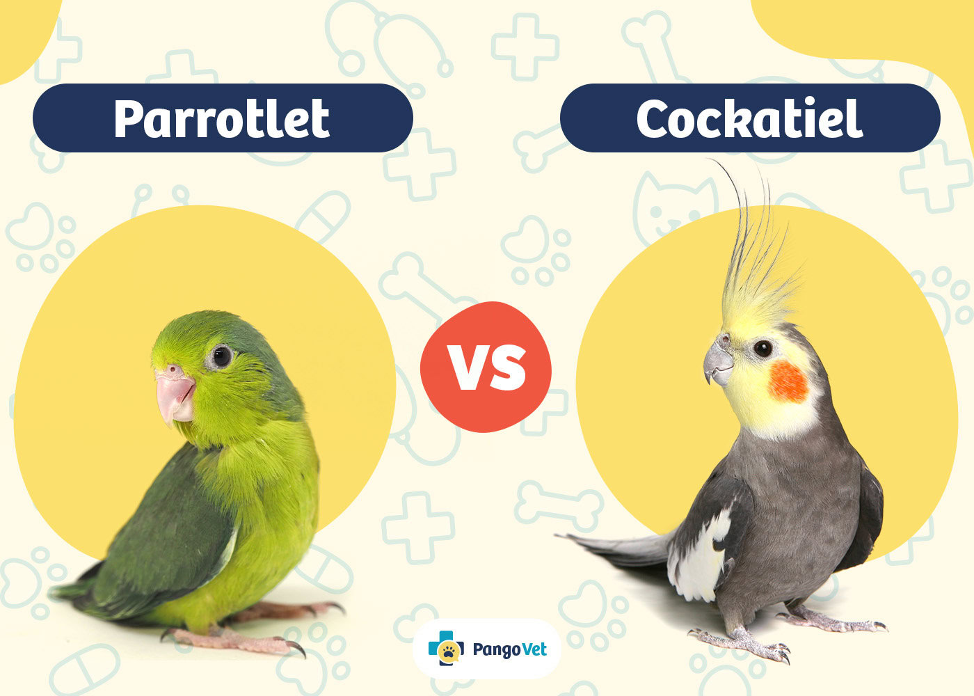 PangoVet_Parrotlet vs Cockatiel