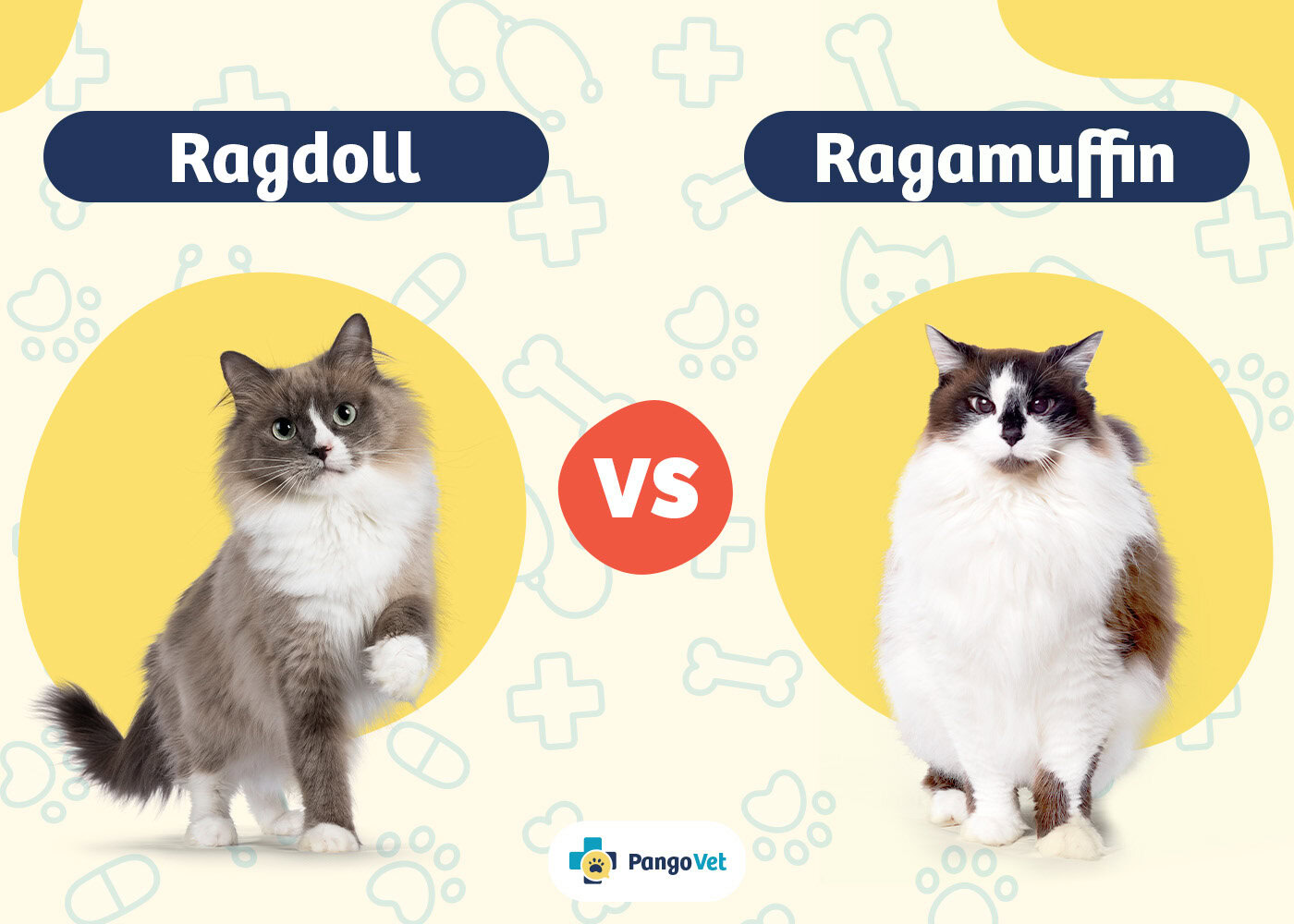 PangoVet_Ragdoll vs Ragamuffin