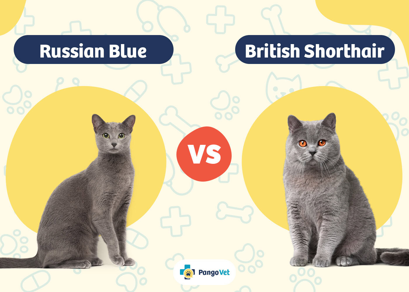PangoVet_Russian Blue vs British Shorthair