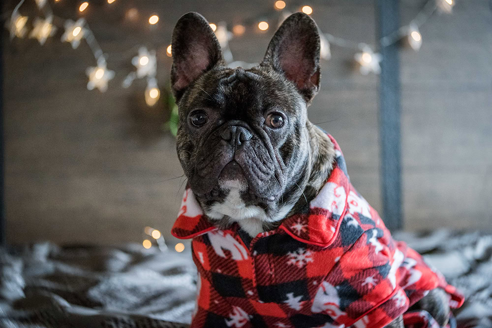 French Bulldog wearing holiday pajama