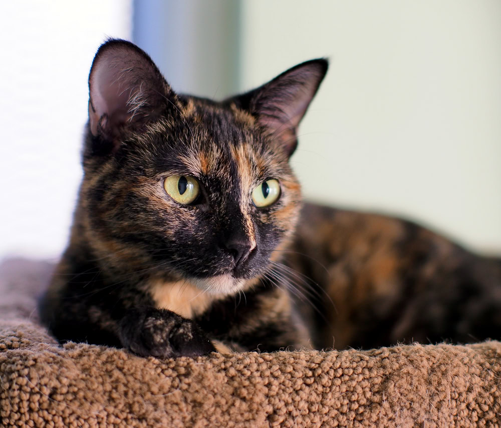 Closeup of tortoiseshell cat on blanket
