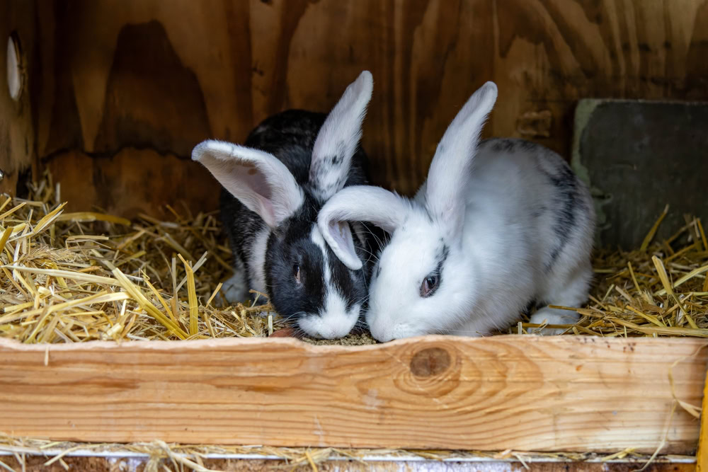 Do Rabbits Get Cold at Night? 7 Tips to Keep Warm PangoVet