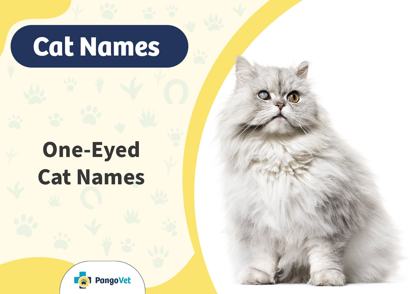PangoVet_One Eyed Cat Names