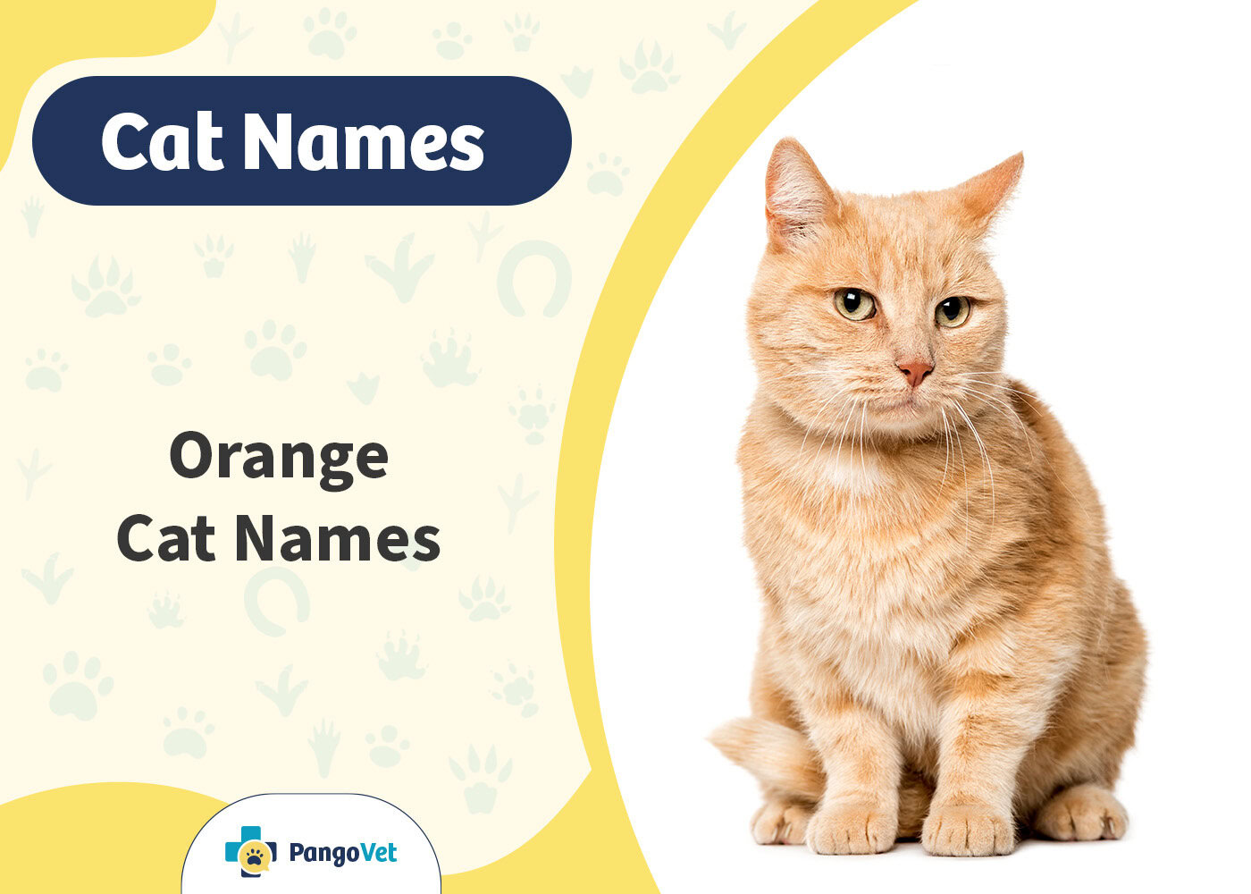 PangoVet_Orange Cat Names
