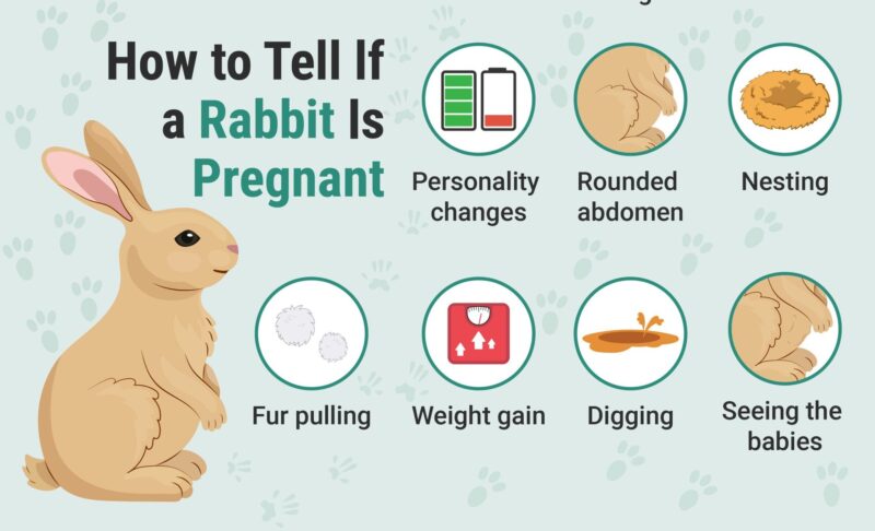 How to Tell if a Rabbit Is Pregnant: 7 Signs to Look For | PangoVet