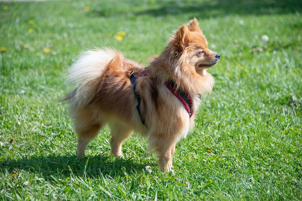 pomeranian dog standing in the grass