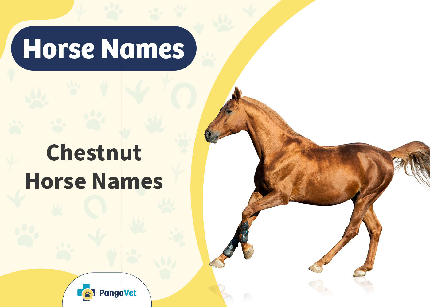 PangoVet_Chestnut Horse Names