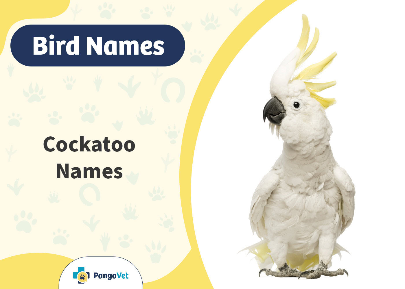 cockatiel-names