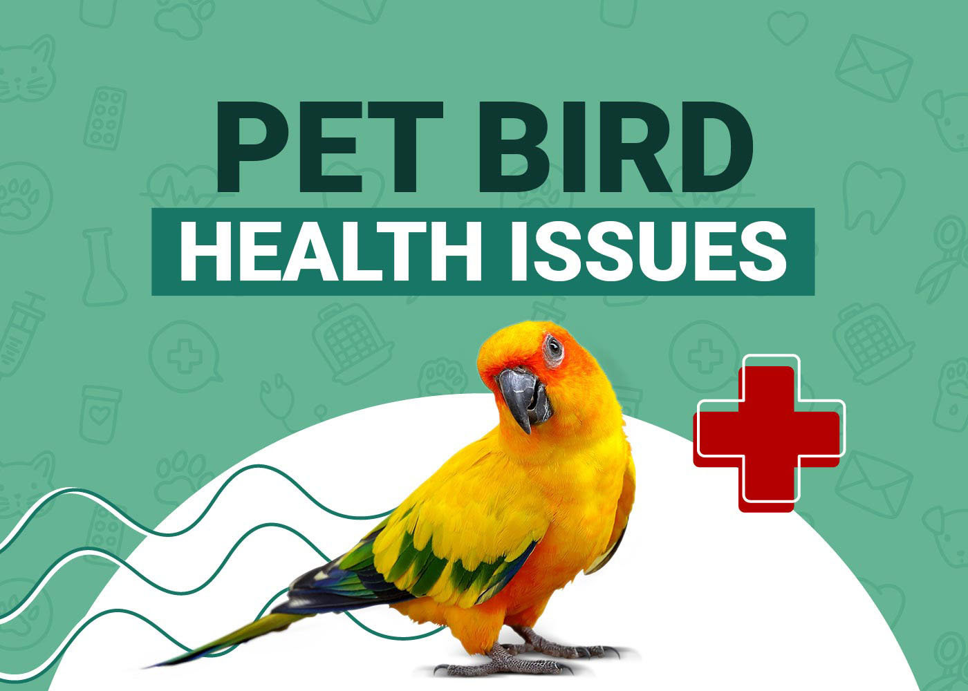 9 Common Pet Bird Health Problems (Vet Answer) PangoVet