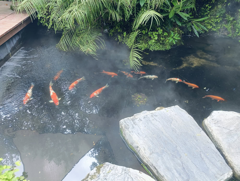 koi fish in the pond with cool atmosphere