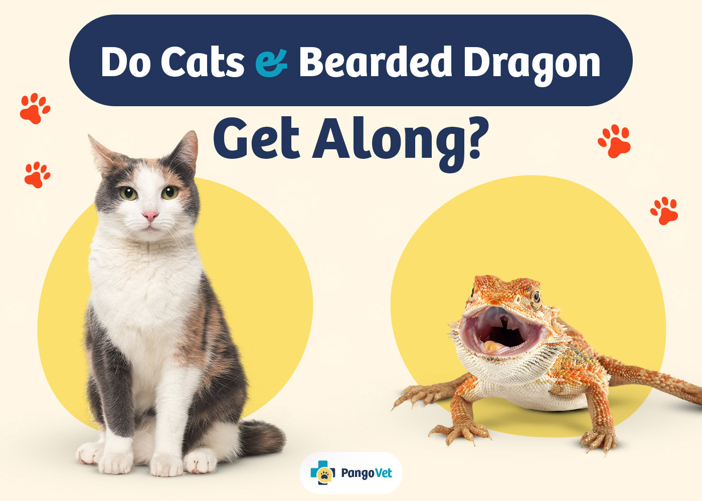 PangoVet_Cats & Bearded Dragon Get Along_v1_Aug 8 2024