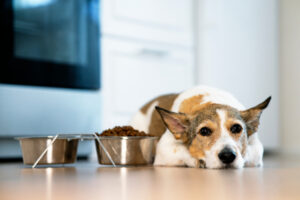 sad-or-sick-dog-lies-beside-their-food-and-water-bowls-not-eating