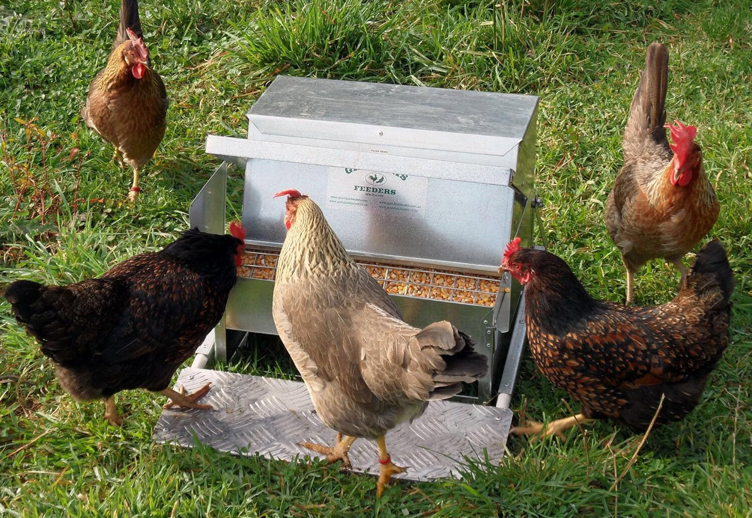 Grandpa's Feeders Automatic Chicken Feeder
