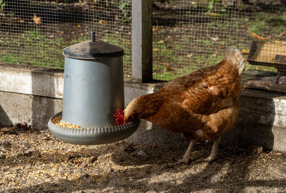 hen feeding from a feeder in the chicken coop