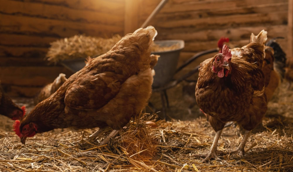 hens in a chicken coop