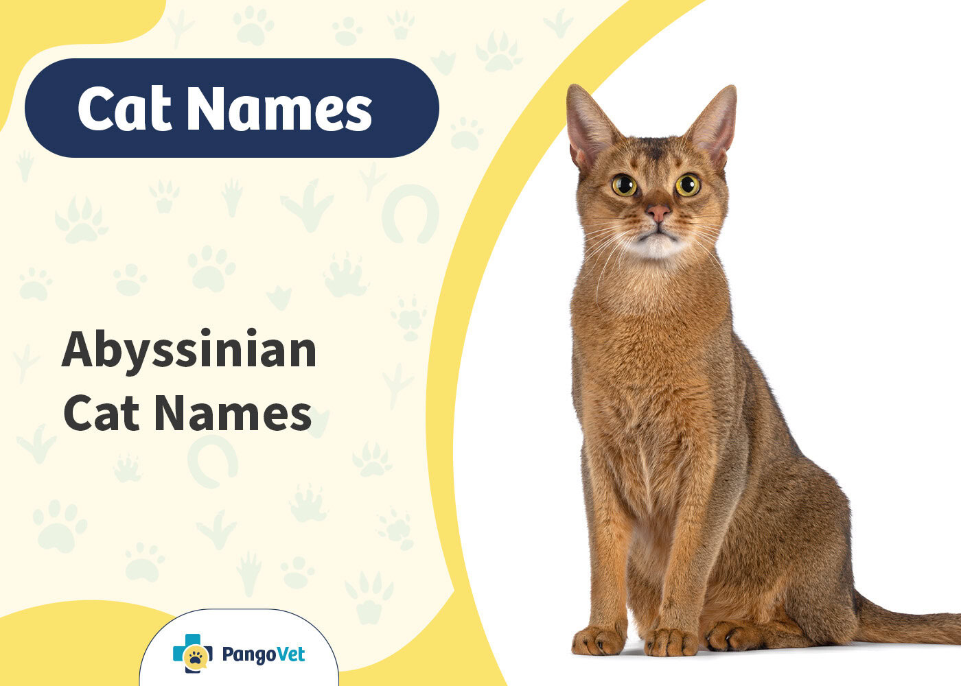 PangoVet_Abyssinian Cat Names