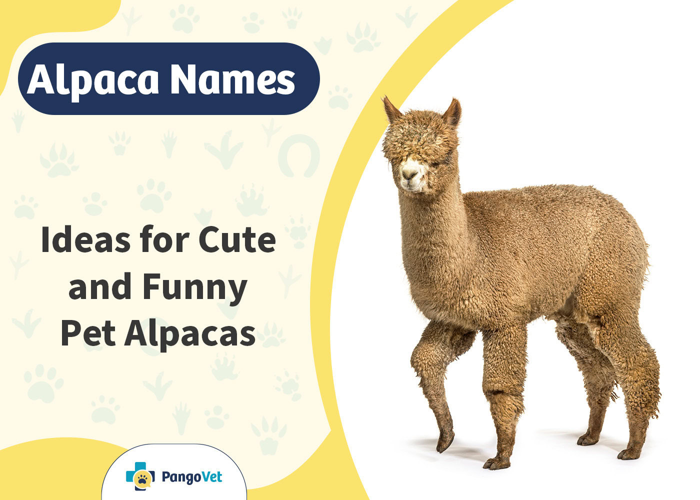 PangoVet_Alpaca Names
