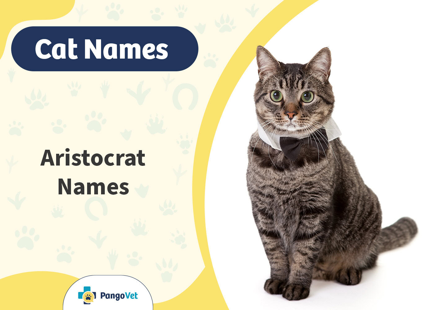PangoVet_Aristocrat Cat Names