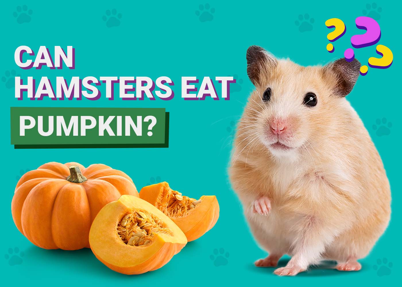 Can Hamsters Eat Pumpkin? Our Vet Explains | PangoVet