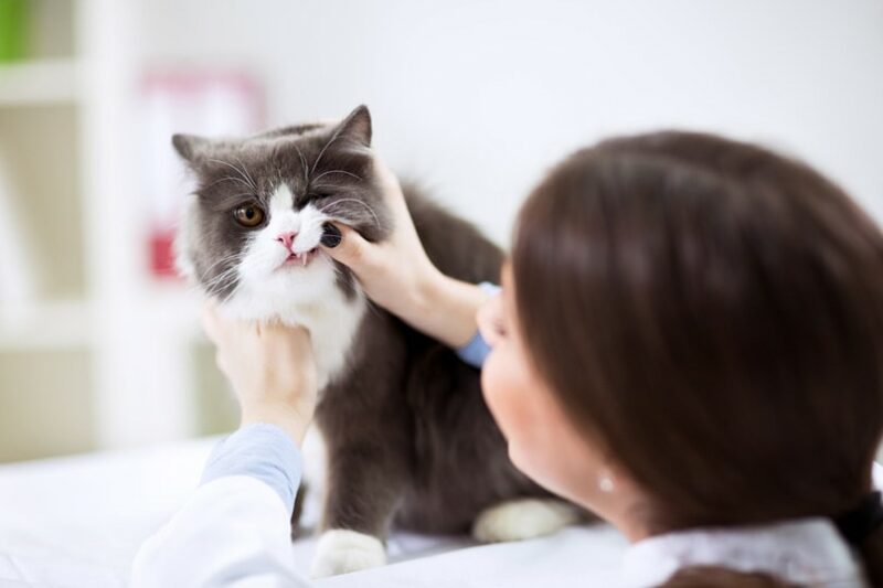 5 Common Dental Diseases in Cats: Causes & Treatment (Vet Answer)
