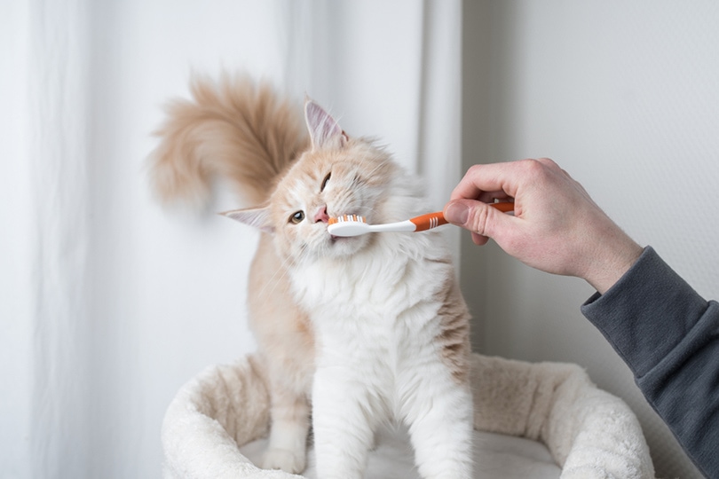 Are You Supposed to Brush Your Cat’s Teeth? (Vet Answer)