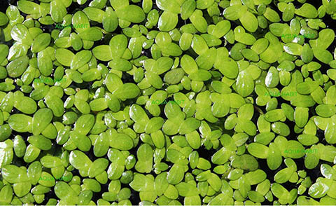 200 Live Duckweed Plants (Lemina Minor)