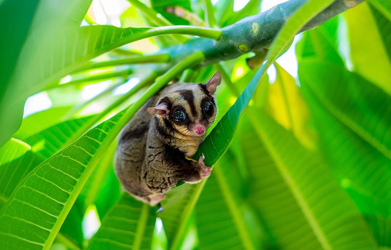 Do Sugar Gliders Bite? 4 Reasons Why & How to Prevent It | PangoVet