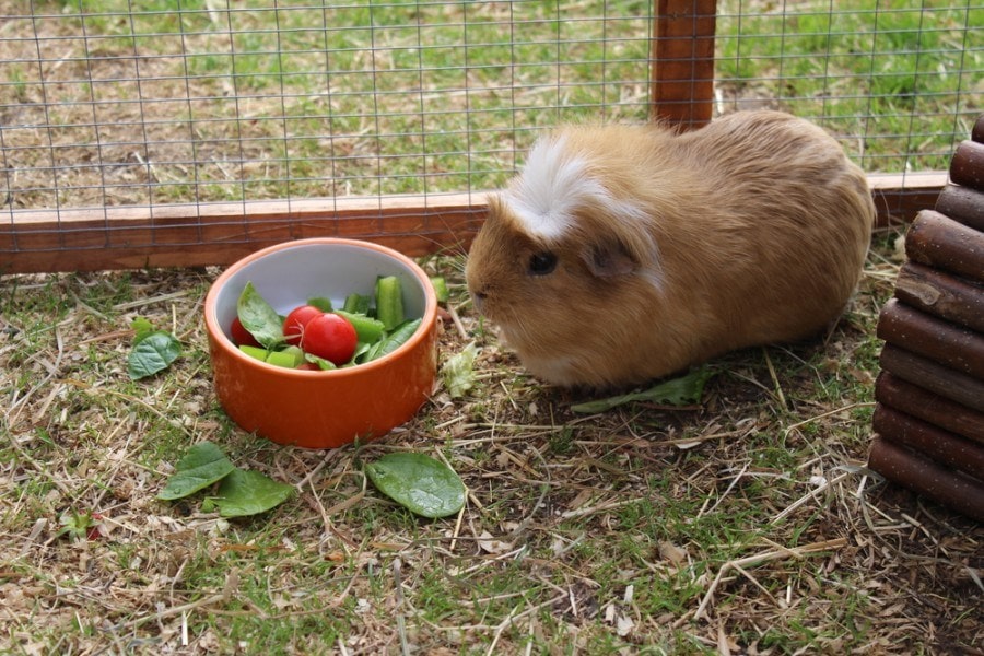 Do guinea pigs eat cantaloupe best sale